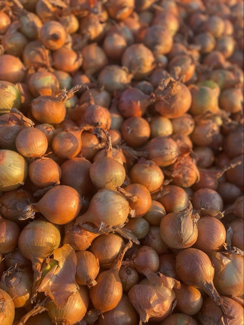 Venderé cebollas bonitas y secas