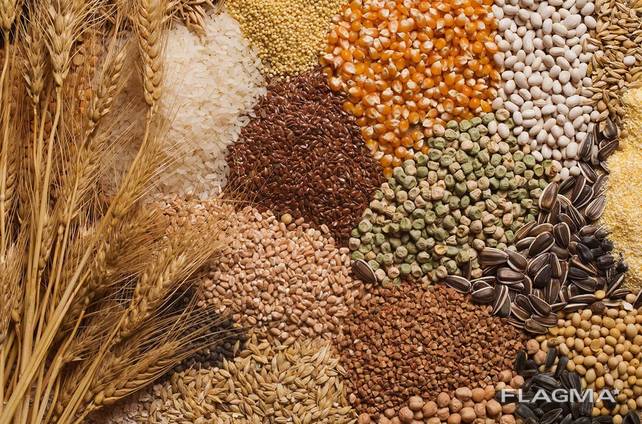 La empresa polaca comprará para la exportación una gran cantidad de cebada, trigo, trigo sarraceno, guisantes, maíz, avena, lino, soja, girasol, mijo y otros