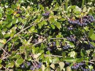 Se vende fruta aronia - precio negociable, según cantidad.