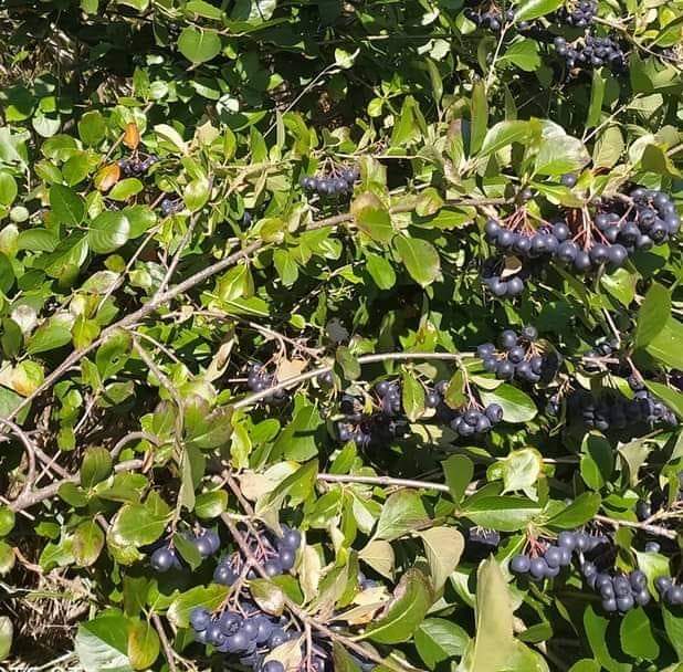 Se vende fruta aronia - precio negociable, según cantidad