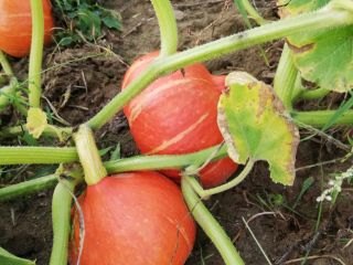 Venderé calabazas de Hokkaido, una gran cantidad de calabazas