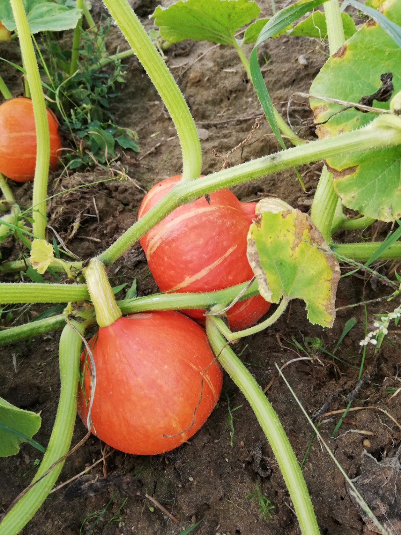 Venderé calabazas de Hokkaido, una gran cantidad de calabazas de bonitos colores, listas para ordenar, precio a convenir