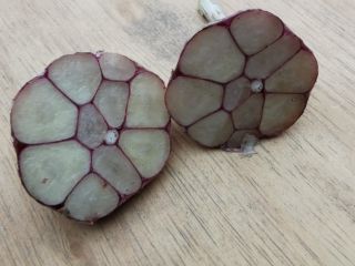 Venderé ajo harnas. Saludable, ideal para plantar y comer.