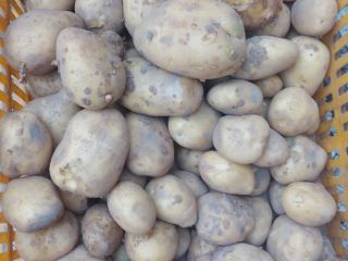 Vendo patatas directamente del campo, variedad Ignacy, precio negociable