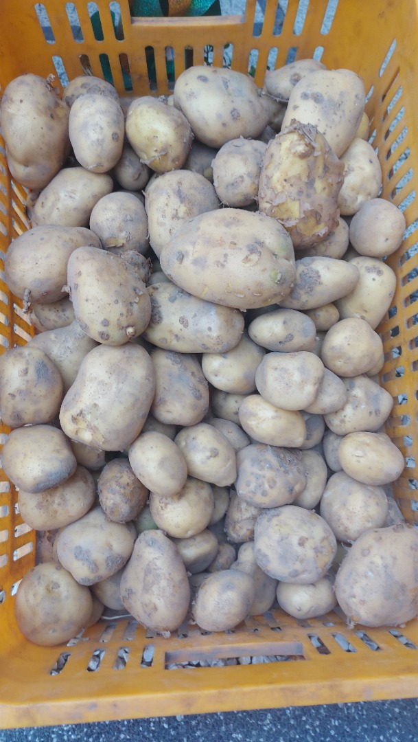 Vendo patatas directamente del campo, variedad Ignacy, precio negociable