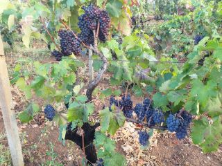 A la venta uvas de vino de uvas negras