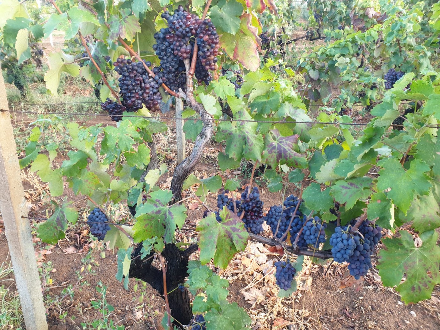 A la venta uvas de vino de uvas negras a granel, variedades NEGROAMARO y MALVASIA IGT, alrededor de 200q repartidos equitativamente