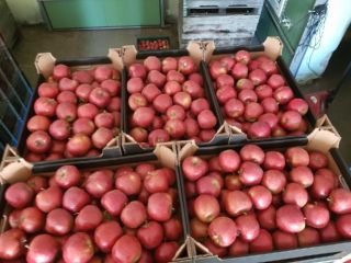 Ofrecemos una variedad de manzanas. Por ejemplo, podemos ofrecer