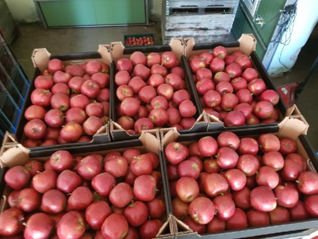 Ofrecemos una variedad de manzanas