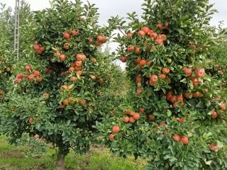 Buenos Días a la venta una manzana SZAMPION. La