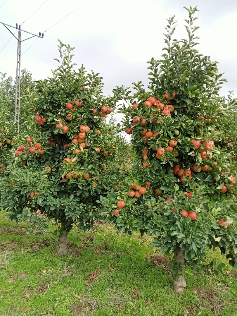 Buenos Días a la venta una manzana SZAMPION