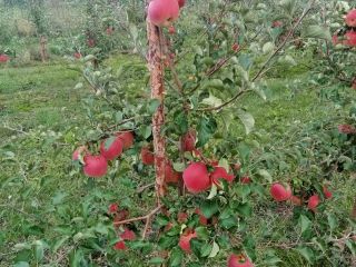 Buenos días a la venta una manzana SZAMPION, Ruanda
