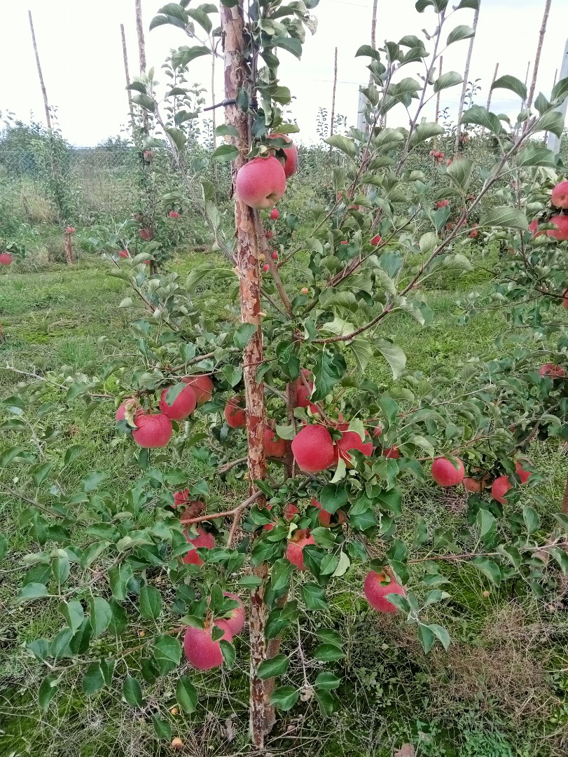Buenos días a la venta una manzana SZAMPION, Ruanda Orgánica