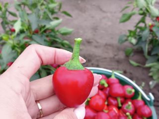 Pimiento cereza, perfecto para rellenar, por ejemplo, con requesón,