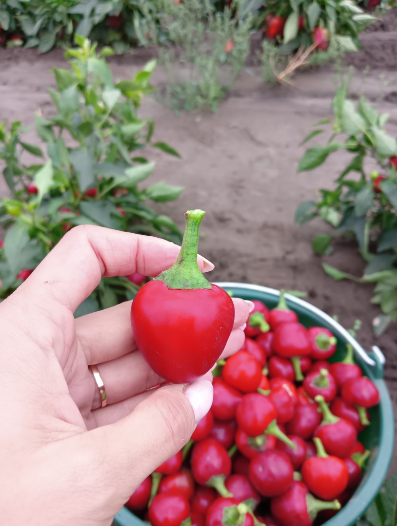 Pimiento cereza, perfecto para rellenar, por ejemplo, con requesón, para tarros de invierno o para ensaladas