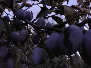 Sencillo húngaro, dulce, bien coloreado, directo del árbol.