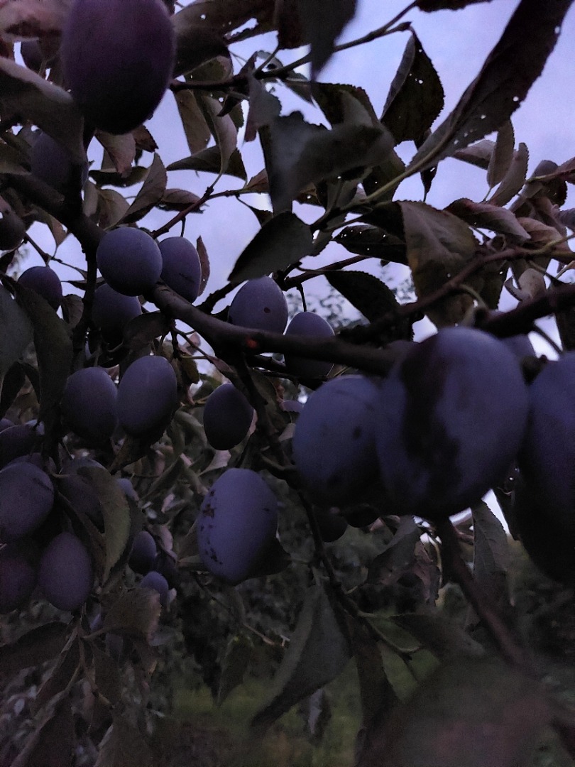 Sencillo húngaro, dulce, bien coloreado, directo del árbol