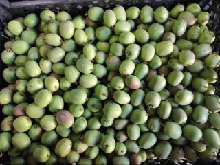 Venderé mini kiwis polacos. Precio 13 PLN por kg.