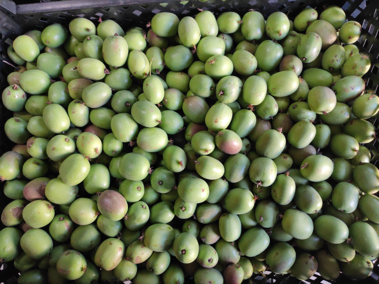 Venderé mini kiwis polacos
