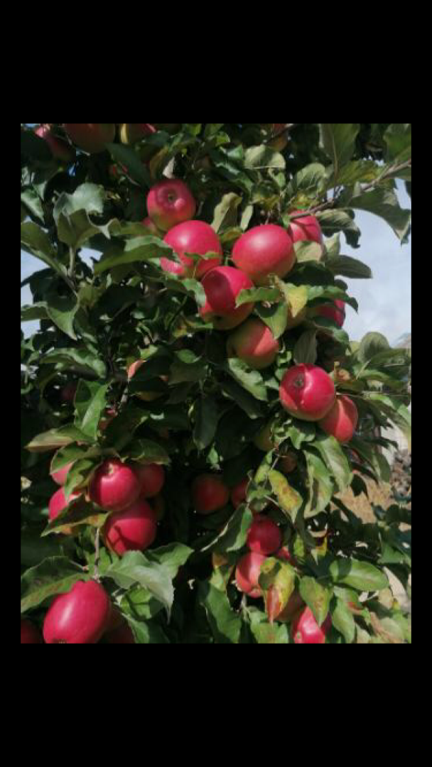 Estamos en capacidad de brindar liquidez en montos de manzanas como: Gala, champion, Ligol, Floster, Idared