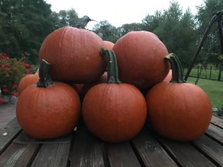 Vendo calabazas variedad Gomez precio 1.50 kg No dude