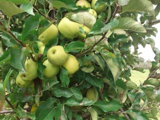 Venderé manzanas doradas Manzanas limpias sin gusano