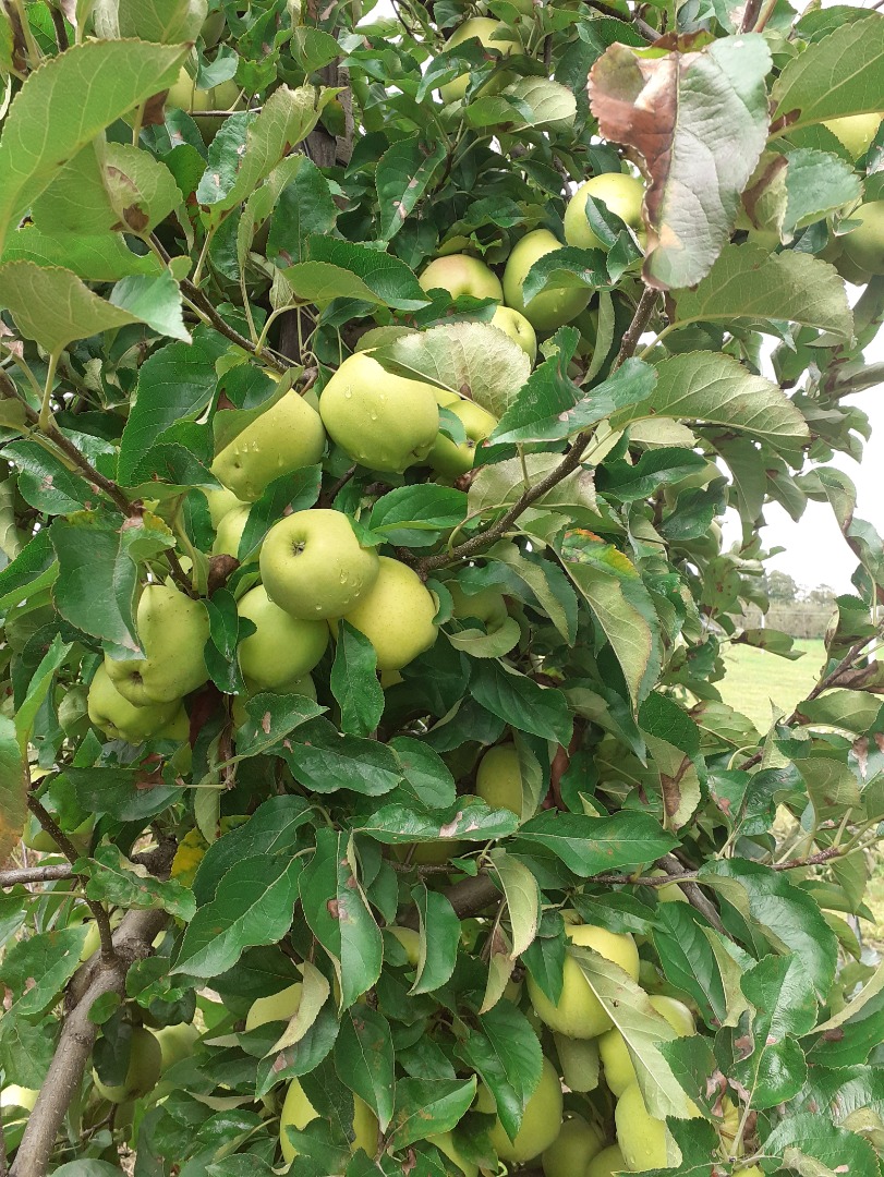 Venderé manzanas doradas Manzanas limpias sin gusano