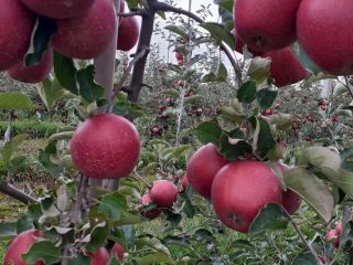 Vendo manzanas rojas jonaprince manzanas limpias sin granizo de