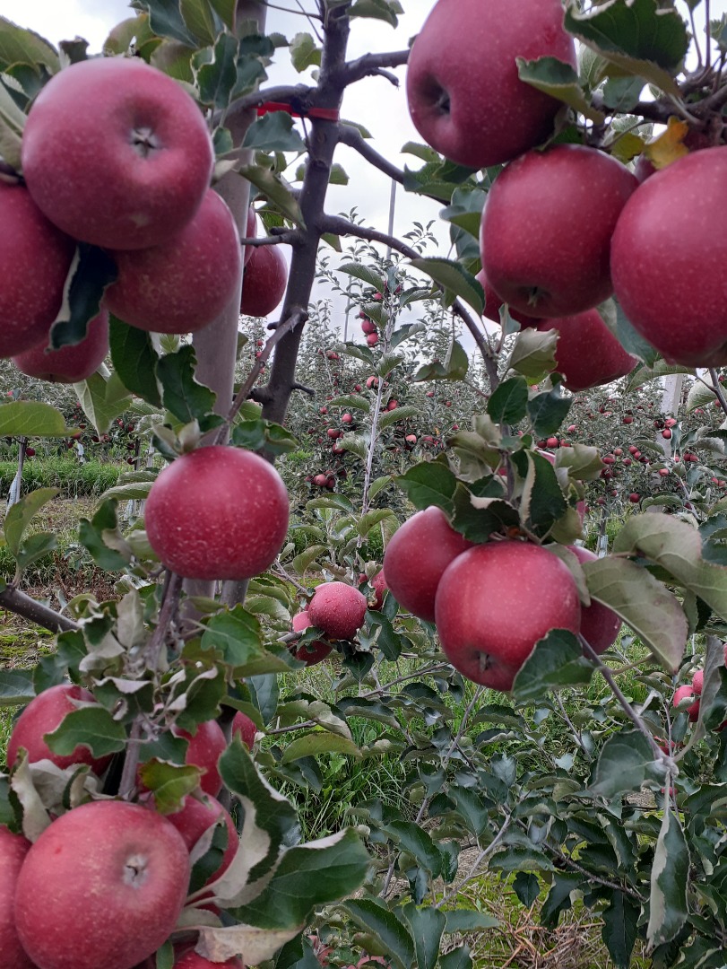 Vendo manzanas rojas jonaprince manzanas limpias sin granizo de gusano hongo para mas informacion al tel
