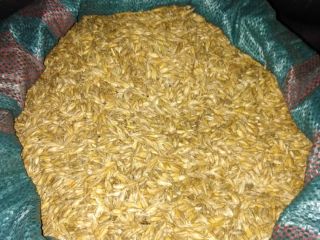 Vendo espelta desgranada, limpia, variedad shwabenkorn, grano limpio ecológico.