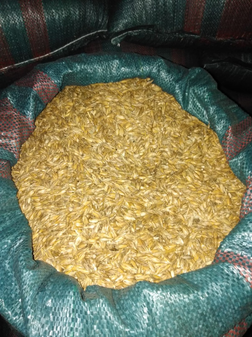 Vendo espelta desgranada, limpia, variedad shwabenkorn, grano limpio ecológico