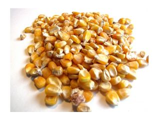 Maíz amarillo Especificación de maíz amarillo/maíz: Nombre del producto