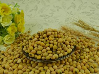 la soja (gmo, non-gmo) se ofrece para la exportación.