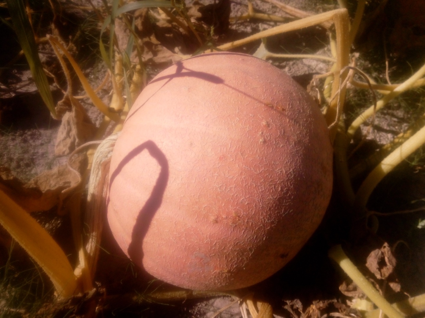 Venderé calabazas Bambino y Melon Yellow con un peso de 4 a 30 kg, un contenido muy alto de miasz es perfecto para pelar y para la alimentación animal