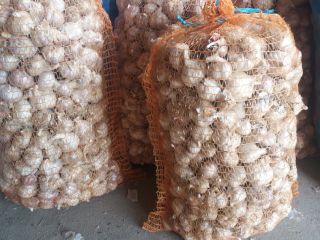 Venderé ajo de invierno de la variedad Old Polish