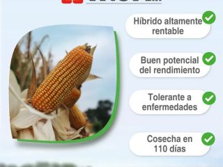 maiz tropi 101(7 a 12) ton /ha y agri144(3