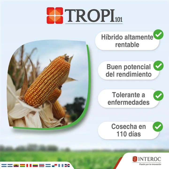 maiz tropi 101(7 a 12) ton /ha y agri144(3 a 4 )ton/ha para siembra agricomseeds paraguay,venezuela,brasil,peru ,colombia ecuador telefono