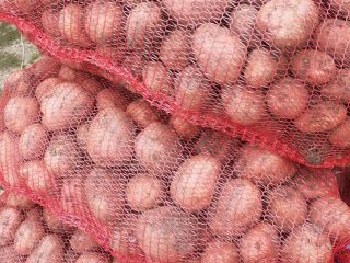 Venta de patatas de consumo Bellarosa, envasadas en sacos