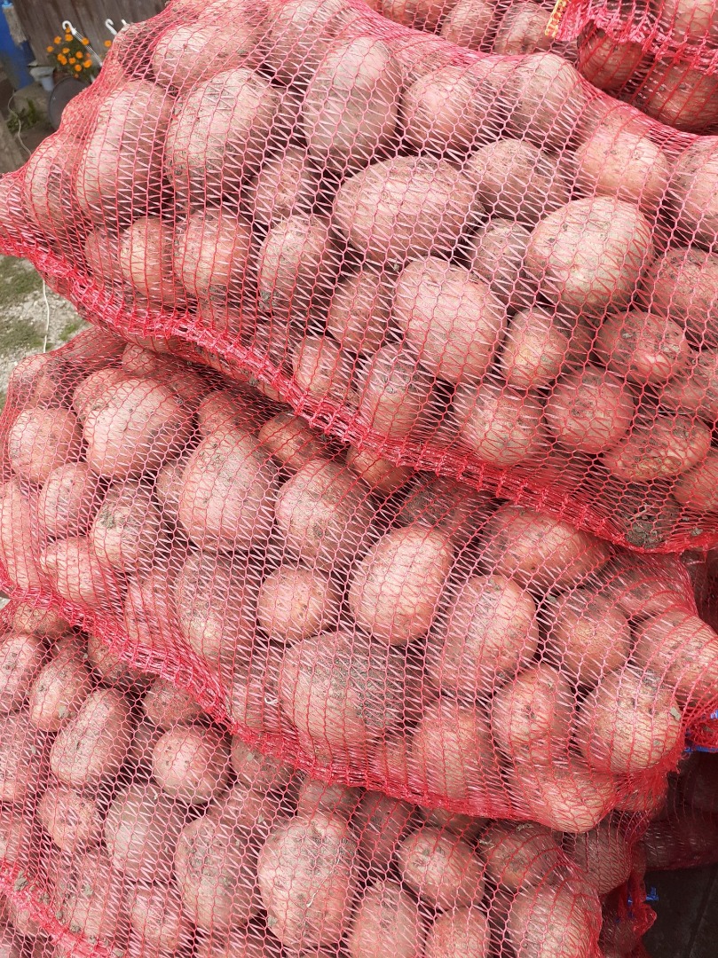 Venta de patatas de consumo Bellarosa, envasadas en sacos de 35 kg