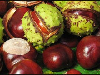 Vendo castañas ecológicamente limpias (Aesculus hyppocastanum). Para más información,
