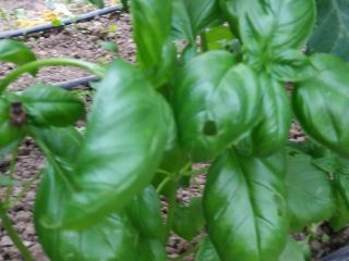 Se vende albahaca genovesa, cultivada en zona protegida. También