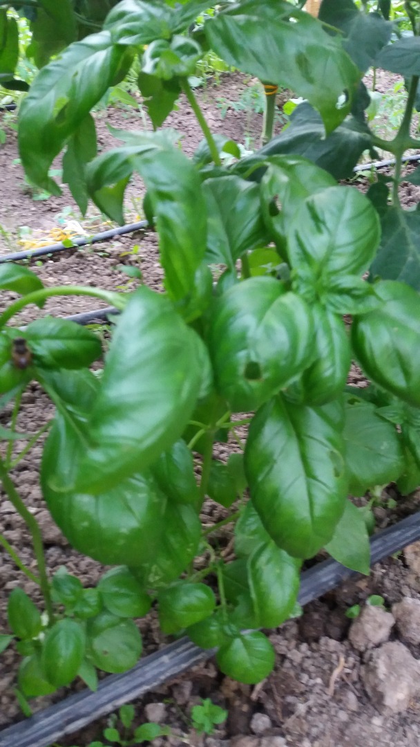 Se vende albahaca genovesa, cultivada en zona protegida