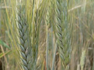 Triticale MELOMAN El triticale de invierno Meloman es una