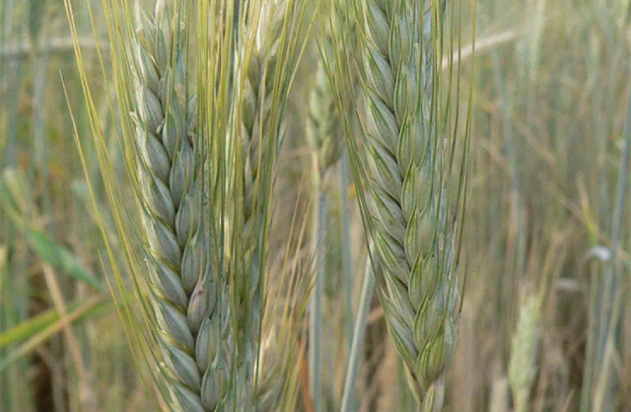 Triticale MELOMAN El triticale de invierno Meloman es una variedad registrada en Polonia desde 2014