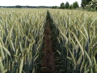 Triticale BELCANTO • N° 1 en rendimiento en Polonia
