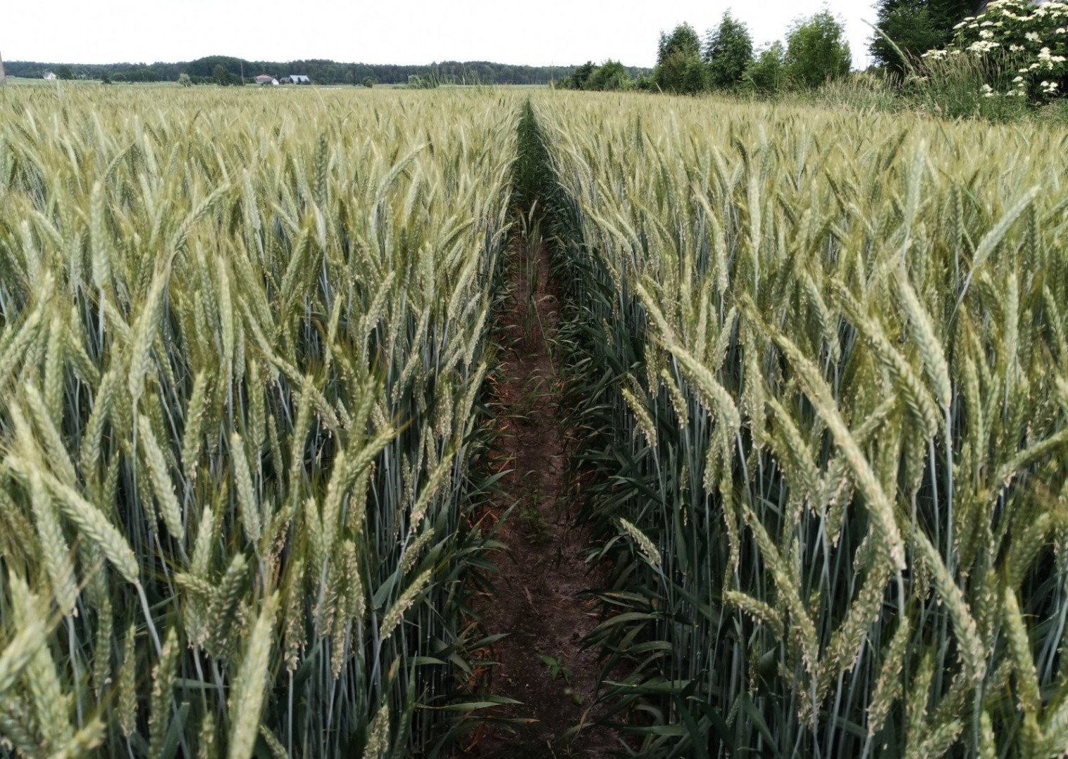 Triticale BELCANTO • N° 1 en rendimiento en Polonia y Alemania • N° 1 en sanidad • Alta adaptabilidad • Alta MTZ y proteína • Muy buena resistencia al invierno
