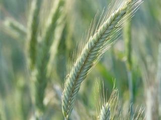 Centeno TUR • grano grueso con buena uniformidad y