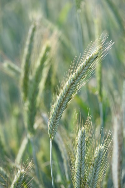 Centeno TUR • grano grueso con buena uniformidad y bajo contenido de residuos • calidad excepcional del grano, útil para moler y hornear • ningún problema con