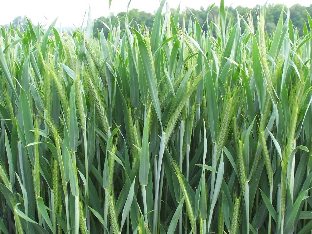 GRANAT centeno poblacional • Variedad de centeno poblacional de excepcional fertilidad, también en monocultivo