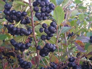 Venderé chokeberry orgánico. Bonita fruta grande.